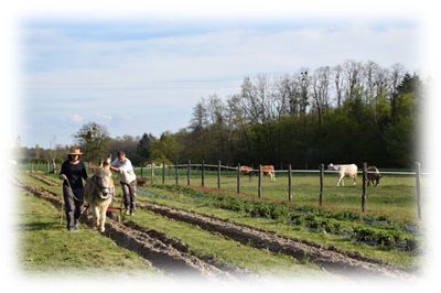 champs des Chambres d'hôtes dans une ferme à vendre à Authumes, Saône-et-Loire