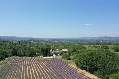 Vue sur les champs de lavandes des Mas provençaux avec Chambres d'hôtes et gîtes à vendre à Barjac Gard